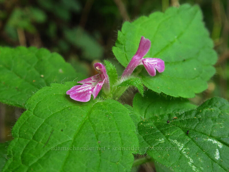 Mexican hedge-nettle (Stachys mexicana) [Saddle Mountain Trail, Saddle Mountain Natural Area, Clatsop County, Oregon]