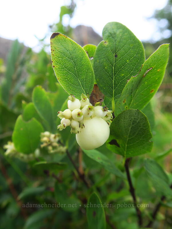 snowberries (Symphoricarpos albus) [Humbug Mountain Viewpoint, Saddle Mountain Natural Area, Clatsop County, Oregon]