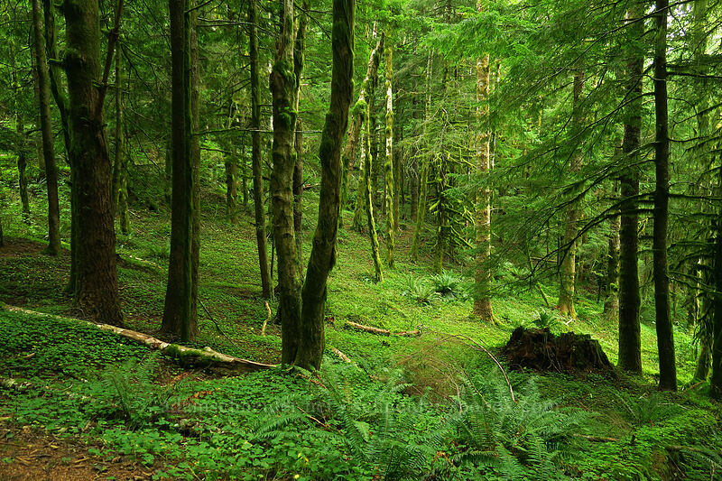 verdant woods [Saddle Mountain Trail, Saddle Mountain Natural Area, Clatsop County, Oregon]