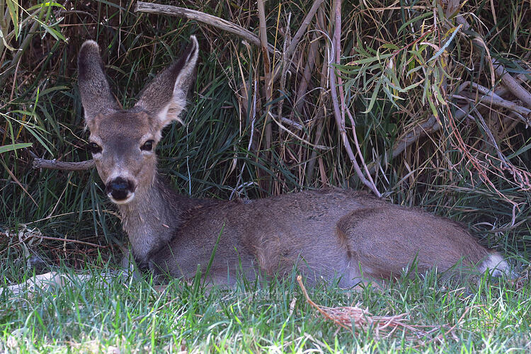 Rocky Mountain mule deer (Odocoileus hemionus hemionus) [Gifford Homestead, Capitol Reef National Park, Wayne County, Utah]