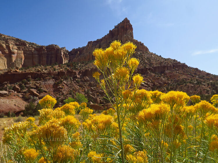 yellow rabbitbrush (Chrysothamnus viscidiflorus (Ericameria viscidiflora)) [Capitol Gorge Trail, Capitol Reef National Park, Wayne County, Utah]