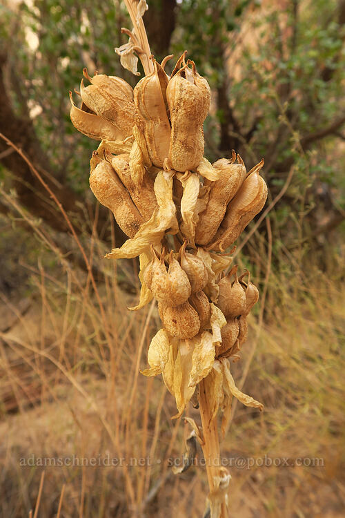 yucca seed pods (Yucca sp.) [Capitol Gorge Trail, Capitol Reef National Park, Wayne County, Utah]
