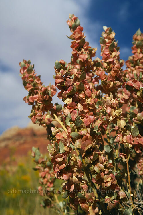 shadscale (Atriplex confertifolia) [Visitor Center, Capitol Reef National Park, Wayne County, Utah]