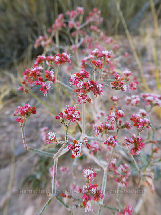 crisp-leaf buckwheat (Eriogonum corymbosum) [Chimney Rock Loop Trail, Capitol Reef National Park, Wayne County, Utah]