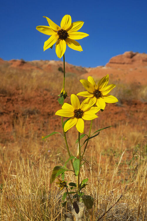 prairie sunflower (Helianthus petiolaris) [Notom-Bullfrog Road, Wayne County, Utah]