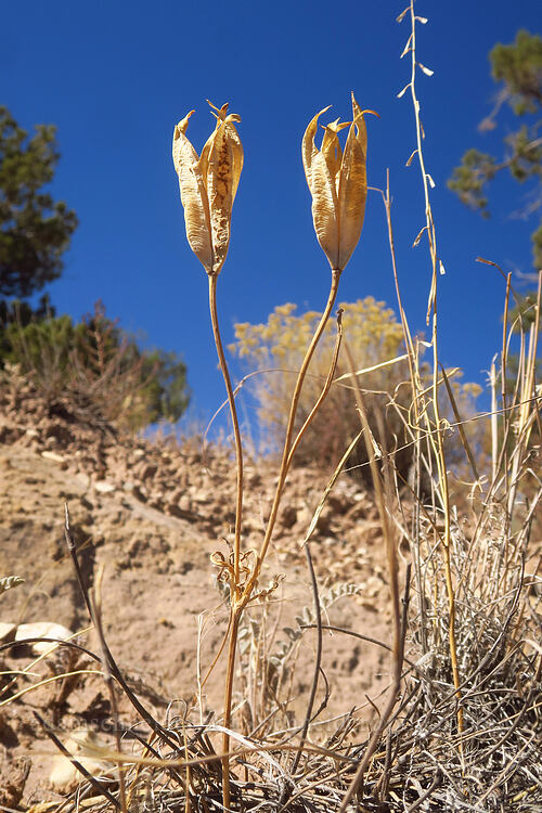lily seed capsules (Calochortus sp.) [Notom-Bullfrog Road, Capitol Reef National Park, Garfield County, Utah]