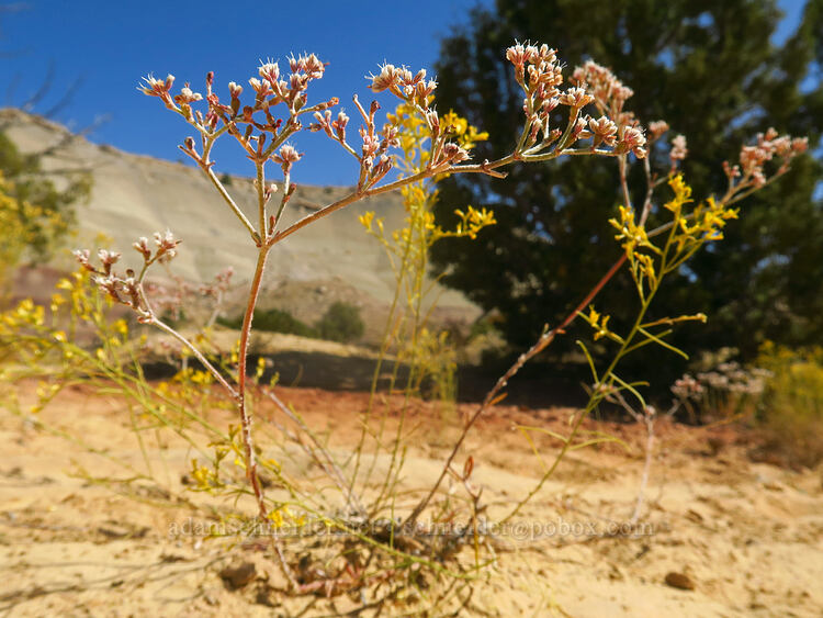Simpson's buckwheat (Eriogonum microthecum var. simpsonii) [Notom-Bullfrog Road, Capitol Reef National Park, Garfield County, Utah]