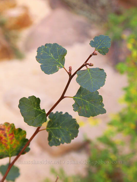 single-leaf skunkbush sumac (Rhus aromatica var. simplicifolia (Rhus trilobata var. simplicifolia)) [Surprise Canyon Trail, Capitol Reef National Park, Garfield County, Utah]