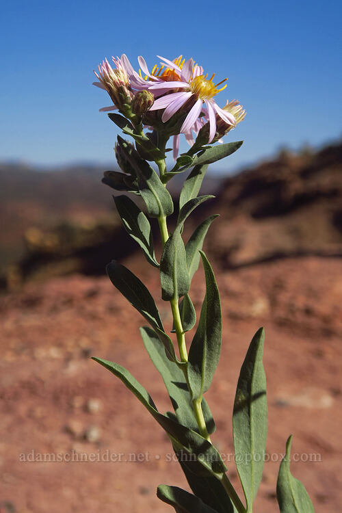 gray aster (Herrickia glauca (Eucephalus glaucus)) [Long Canyon Overlook, Grand Staircase-Escalante National Monument, Garfield County, Utah]