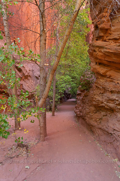 trees & sandstone [Singing Canyon, Grand Staircase-Escalante National Monument, Garfield County, Utah]