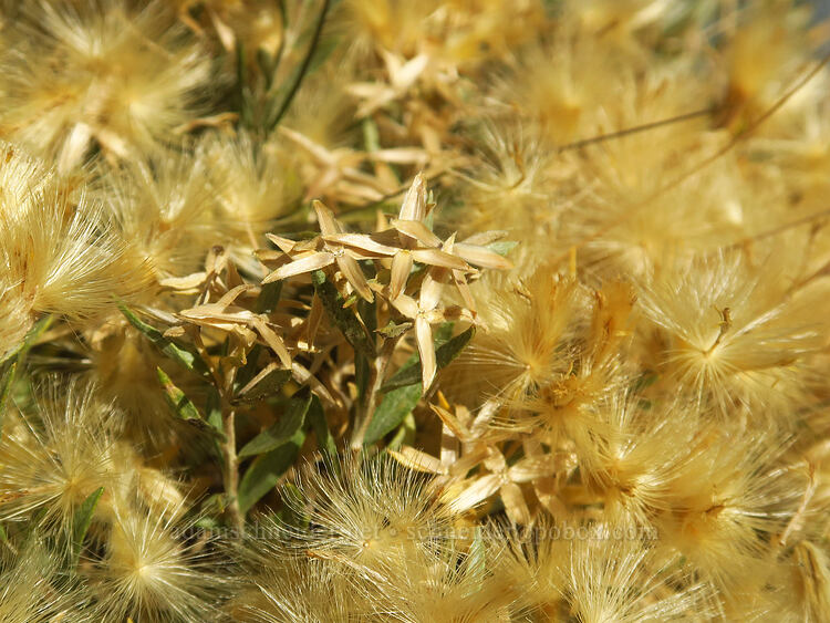 gray rabbitbrush, gone to seed (Tetradymia canescens) [Homestead Overlook, Fishlake National Forest, Garfield County, Utah]