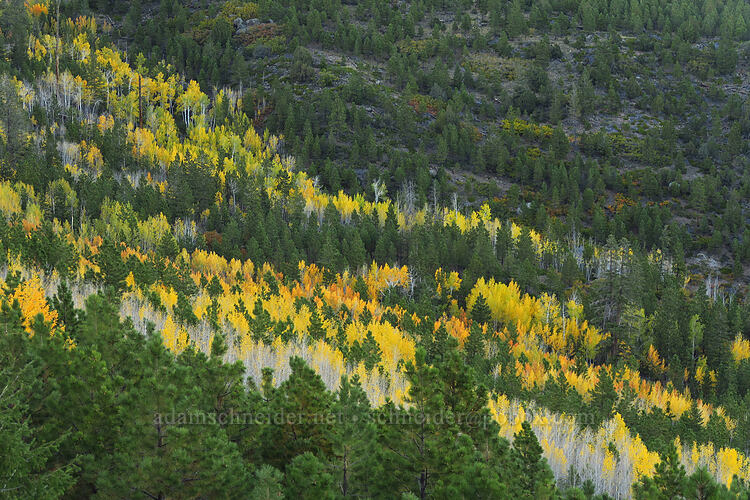 fall colors [Utah SR-12, Fishlake National Forest, Garfield County, Utah]