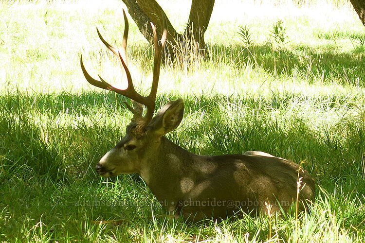 mule deer buck (Odocoileus hemionus hemionus) [Cass Mulford Orchard, Capitol Reef National Park, Wayne County, Utah]
