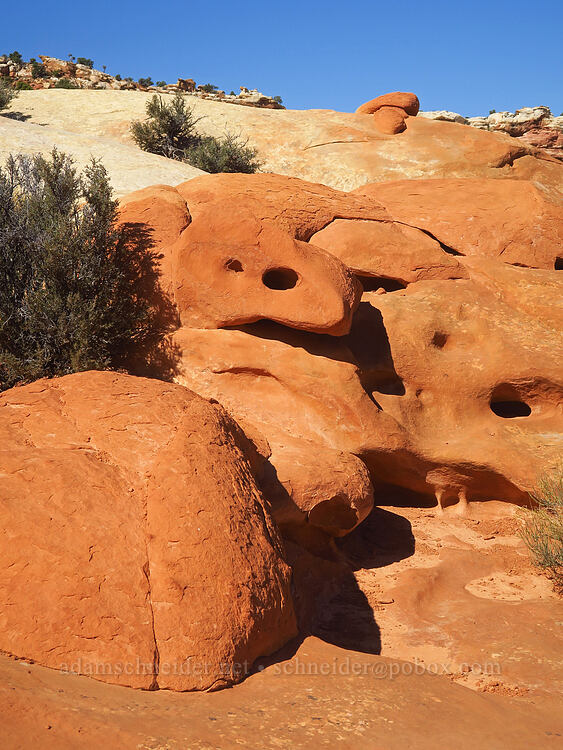 sandstone creatures [Cassidy Arch Trail, Capitol Reef National Park, Wayne County, Utah]