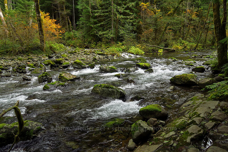 Wildcat Trail ford [Siouxon Creek Trail, Gifford Pinchot National Forest, Skamania County, Washington]