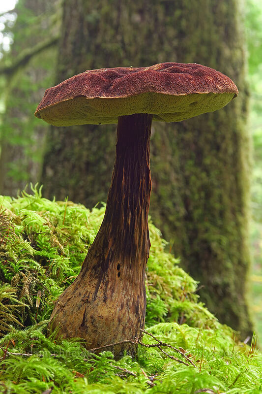 velvet-top bolete mushroom (Aureoboletus mirabilis (Boletus mirabilis)) [Siouxon Creek Trail, Gifford Pinchot National Forest, Skamania County, Washington]
