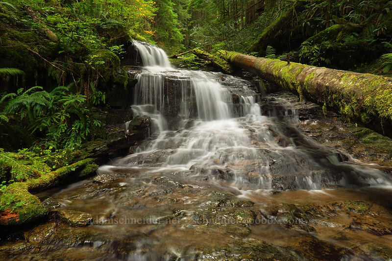 trailside waterfall [Siouxon Creek Trail, Gifford Pinchot National Forest, Skamania County, Washington]