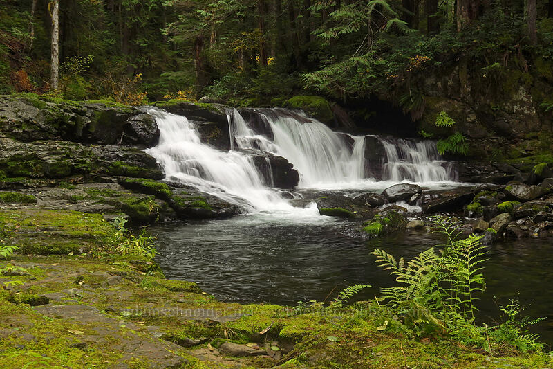 small falls on Siouxon Creek [Siouxon Creek Trail, Gifford Pinchot National Forest, Skamania County, Washington]