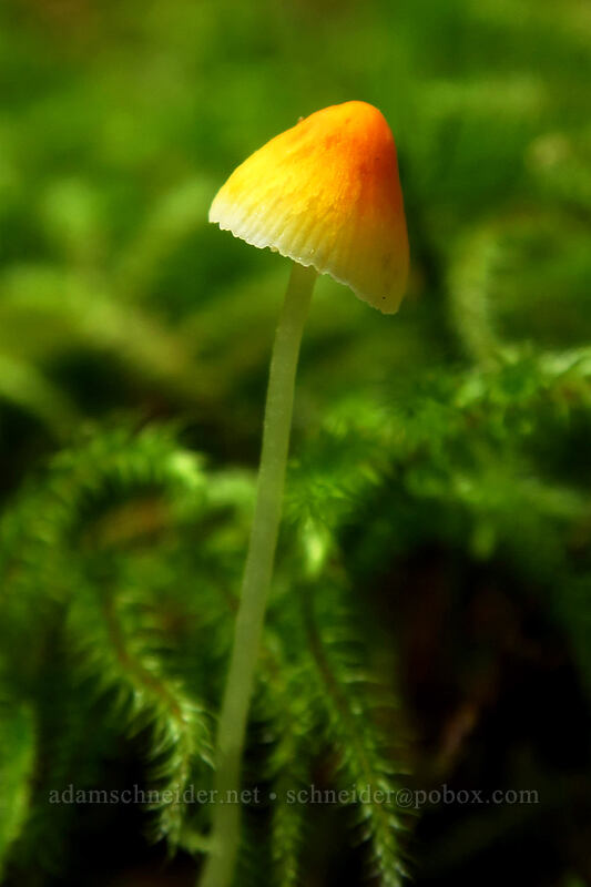 tiny orange mushroom [Siouxon Creek Trail, Gifford Pinchot National Forest, Skamania County, Washington]