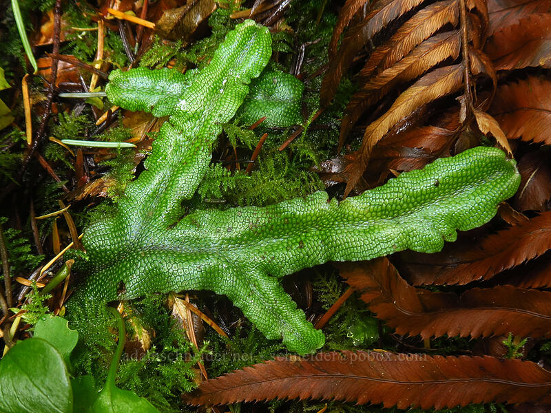 snakeskin liverwort (Conocephalum conicum) [Siouxon Creek Trail, Gifford Pinchot National Forest, Skamania County, Washington]
