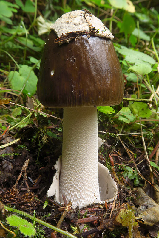 western grisette mushroom (Amanita pachycolea) [Siouxon Creek Trail, Gifford Pinchot National Forest, Skamania County, Washington]