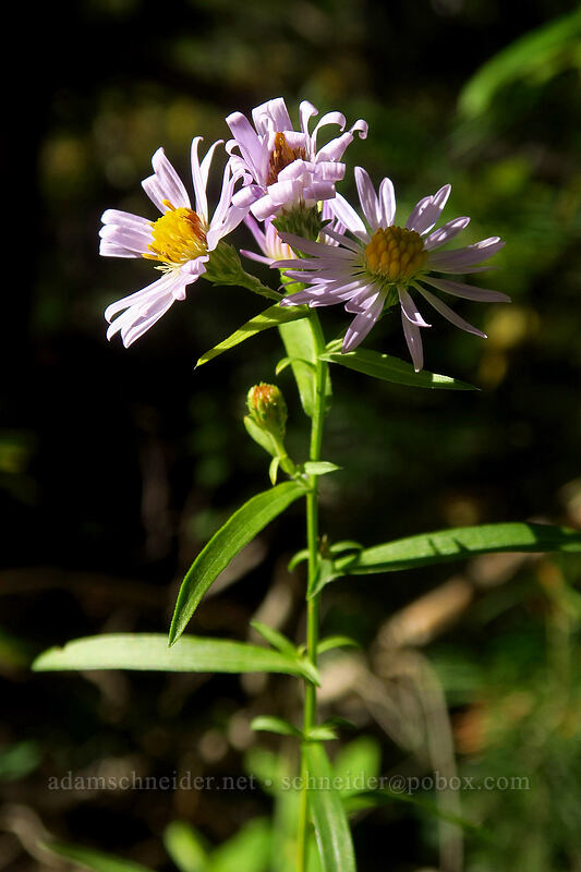 aster (Symphyotrichum sp. (Aster sp.)) [Butler Fork Trail, Uinta-Wasatch-Cache National Forest, Salt Lake County, Utah]