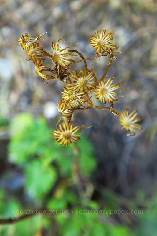 empty ragwort flower heads (Packera sp.) [Butler Fork Trail, Uinta-Wasatch-Cache National Forest, Salt Lake County, Utah]
