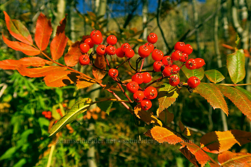 mountain-ash berries (Sorbus scopulina) [Mill A Basin Trail, Mount Olympus Wilderness, Salt Lake County, Utah]