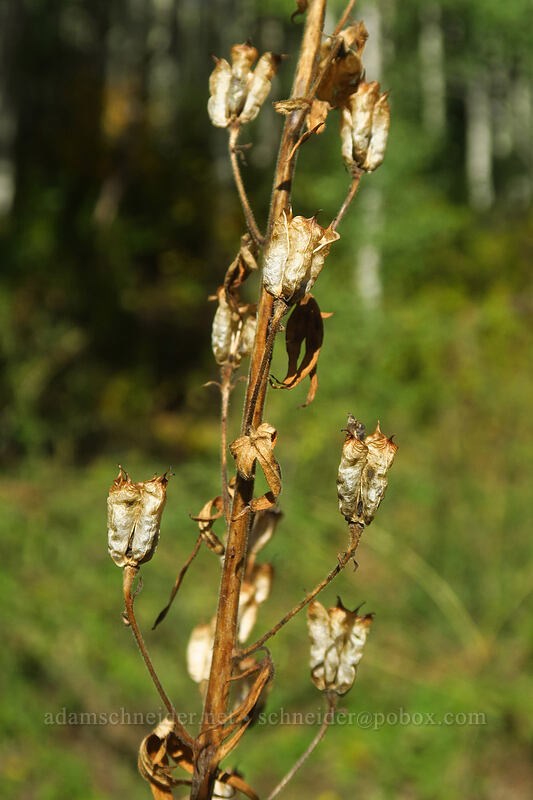 larkspur seed pods (Delphinium sp.) [Mill A Basin Trail, Mount Olympus Wilderness, Salt Lake County, Utah]