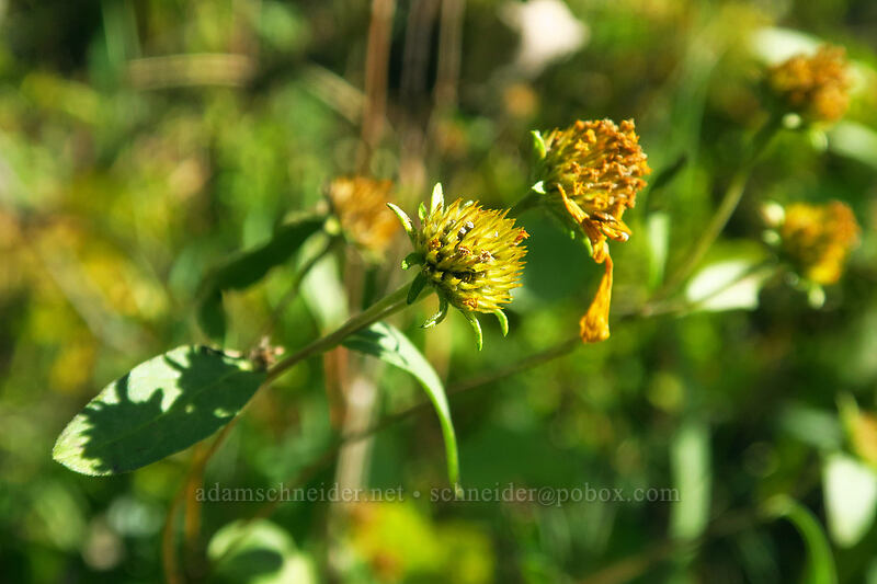 showy golden-eye, gone to seed (Heliomeris multiflora (Viguiera multiflora)) [Mill A Basin Trail, Mount Olympus Wilderness, Salt Lake County, Utah]