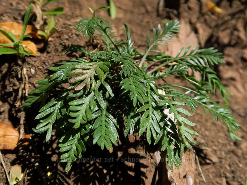 basal leaves of scarlet gilia (Ipomopsis aggregata) [Desolation Trail, Mount Olympus Wilderness, Salt Lake County, Utah]