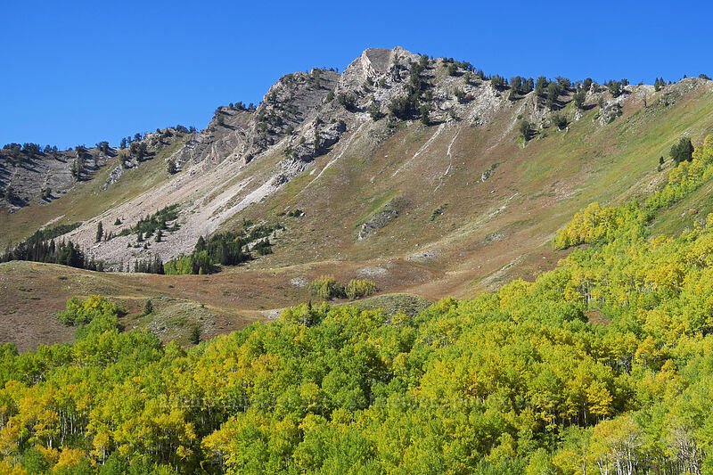 Mount Raymond & aspens [Desolation Trail, Mount Olympus Wilderness, Salt Lake County, Utah]