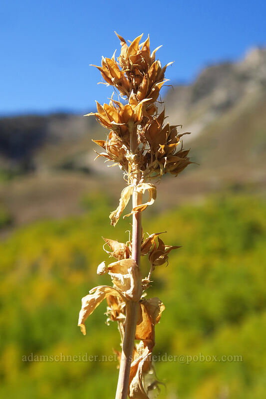 penstemon, gone to seed (Penstemon sp.) [Desolation Trail, Mount Olympus Wilderness, Salt Lake County, Utah]