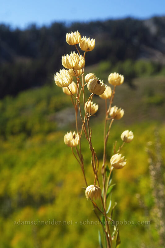 empty flax seed-pods (Linum lewisii (Linum perenne var. lewisii)) [Desolation Trail, Mount Olympus Wilderness, Salt Lake County, Utah]