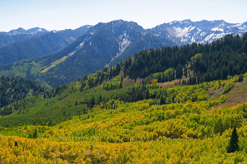 Kessler Peak & aspen trees [Baker's Pass, Mount Olympus Wilderness, Salt Lake County, Utah]