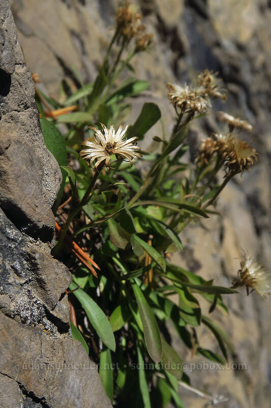 King's aster, gone to seed (Herrickia kingii (Eurybia kingii)) [Mount Raymond, Mount Olympus Wilderness, Salt Lake County, Utah]