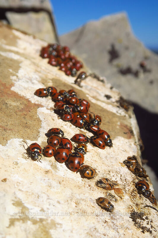 Casey's ladybugs (lady beetles) (Hippodamia caseyi) [Mount Raymond, Mount Olympus Wilderness, Salt Lake County, Utah]