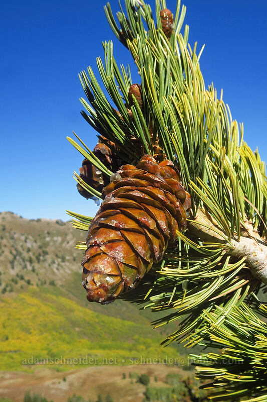 limber pine cone (Pinus flexilis) [Mount Raymond, Mount Olympus Wilderness, Salt Lake County, Utah]
