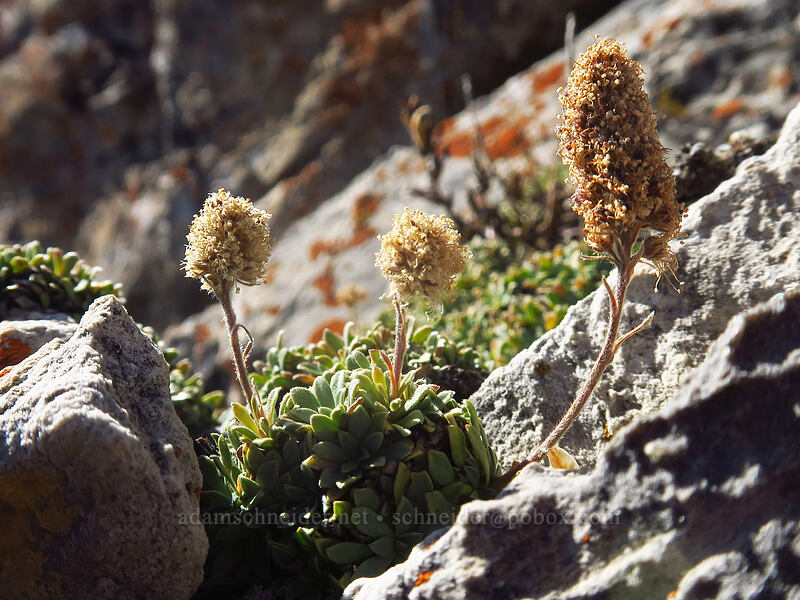 rock-mat spirea (Petrophytum caespitosum (Petrophyton caespitosum)) [Mount Raymond, Mount Olympus Wilderness, Salt Lake County, Utah]