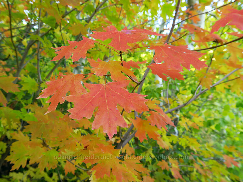 big-tooth maple leaves (Acer grandidentatum) [Mill A Basin Trail, Mount Olympus Wilderness, Salt Lake County, Utah]