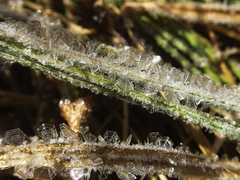 ice crystals on grass [Catherine Pass Trail, Uinta-Wasatch-Cache National Forest, Salt Lake County, Utah]