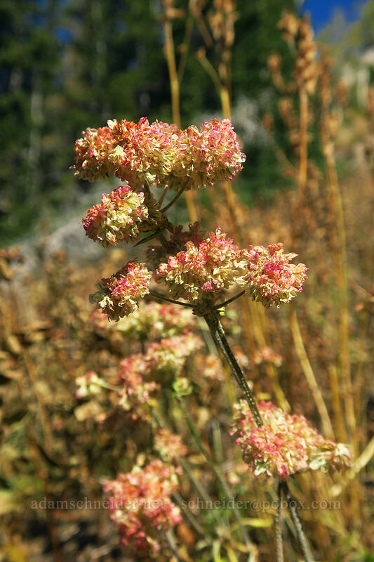 sulphur-flower buckwheat (Eriogonum umbellatum) [Catherine Pass Trail, Uinta-Wasatch-Cache National Forest, Salt Lake County, Utah]