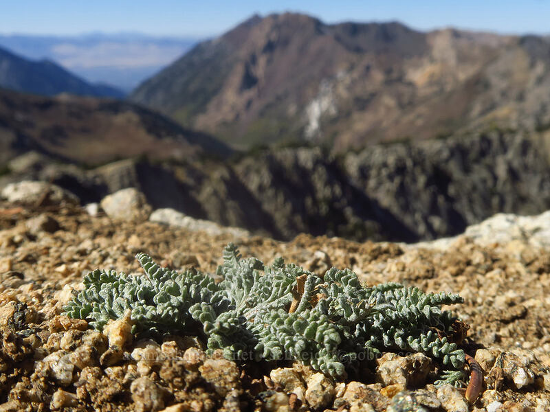 Douglas' dusty-maiden leaf rosette (Chaenactis douglasii) [Mount Wolverine, Uinta-Wasatch-Cache National Forest, Salt Lake County, Utah]