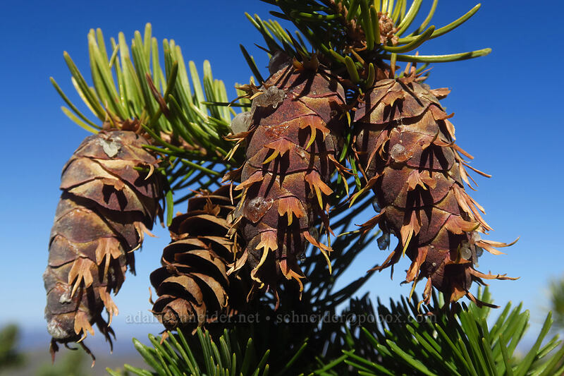 Douglas-fir cones (Pseudotsuga menziesii) [Mount Wolverine, Uinta-Wasatch-Cache National Forest, Salt Lake County, Utah]