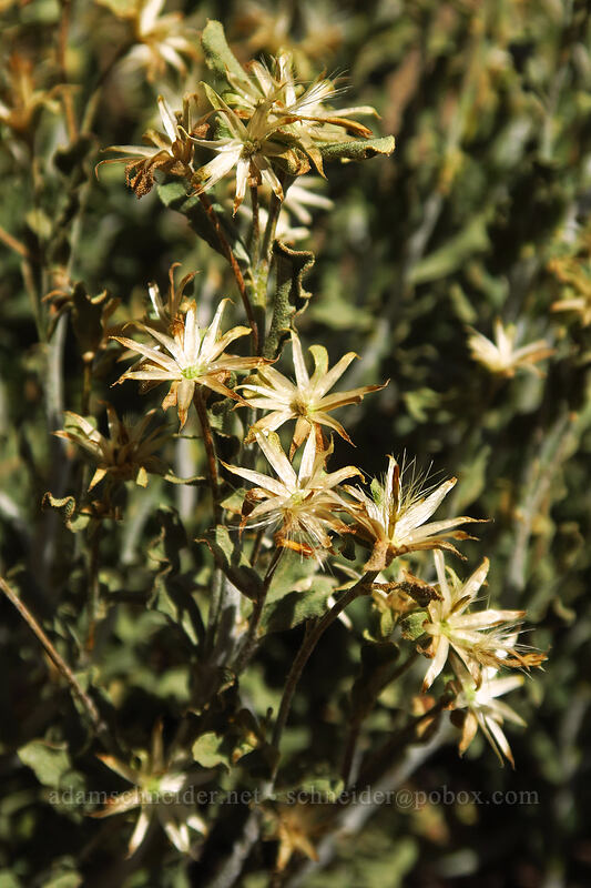 white-stem goldenbush, gone to seed (Ericameria discoidea (Haplopappus macronema)) [Mount Wolverine, Uinta-Wasatch-Cache National Forest, Salt Lake County, Utah]