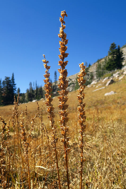 elephant's-head lousewort with empty seed pods (Pedicularis groenlandica) [Albion Basin, Uinta-Wasatch-Cache National Forest, Salt Lake County, Utah]