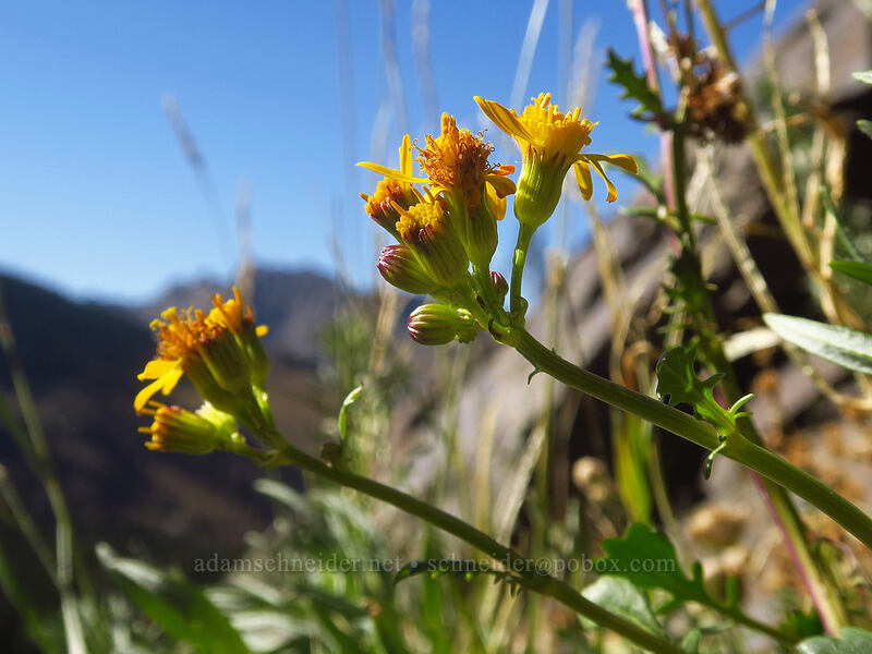 Rocky Mountain groundsel (Packera streptanthifolia (Senecio streptanthifolius)) [Albion Basin, Uinta-Wasatch-Cache National Forest, Salt Lake County, Utah]