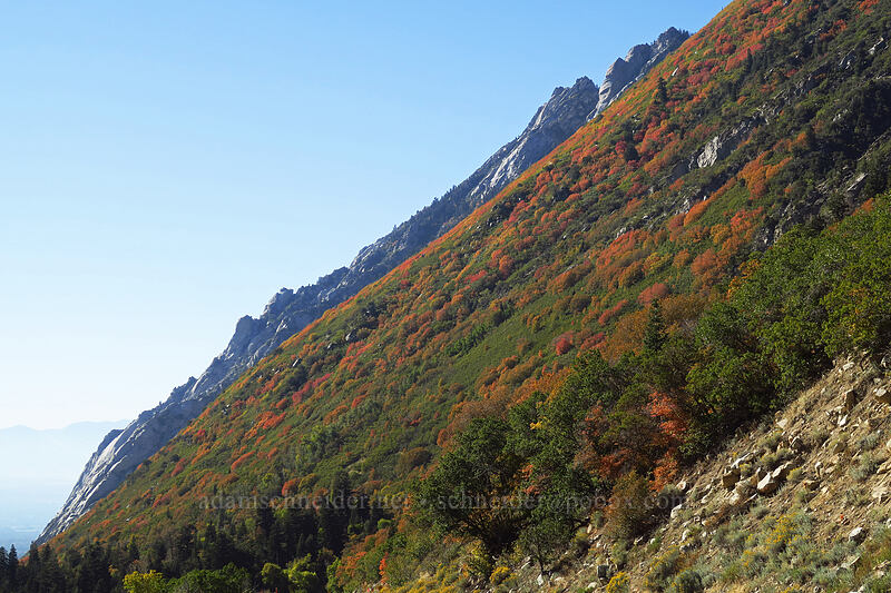 fall colors [Little Cottonwood Canyon Road, Uinta-Wasatch-Cache National Forest, Salt Lake County, Utah]