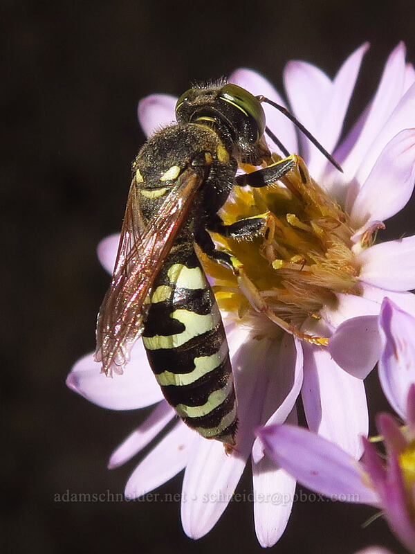 sand wasp on long-leaved aster (Steniolia sp., Symphyotrichum ascendens (Aster ascendens)) [Little Cottonwood Canyon Road, Uinta-Wasatch-Cache National Forest, Salt Lake County, Utah]