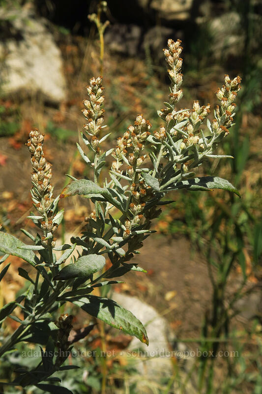 gray sagewort (Artemisia ludoviciana) [Little Cottonwood Canyon Road, Uinta-Wasatch-Cache National Forest, Salt Lake County, Utah]